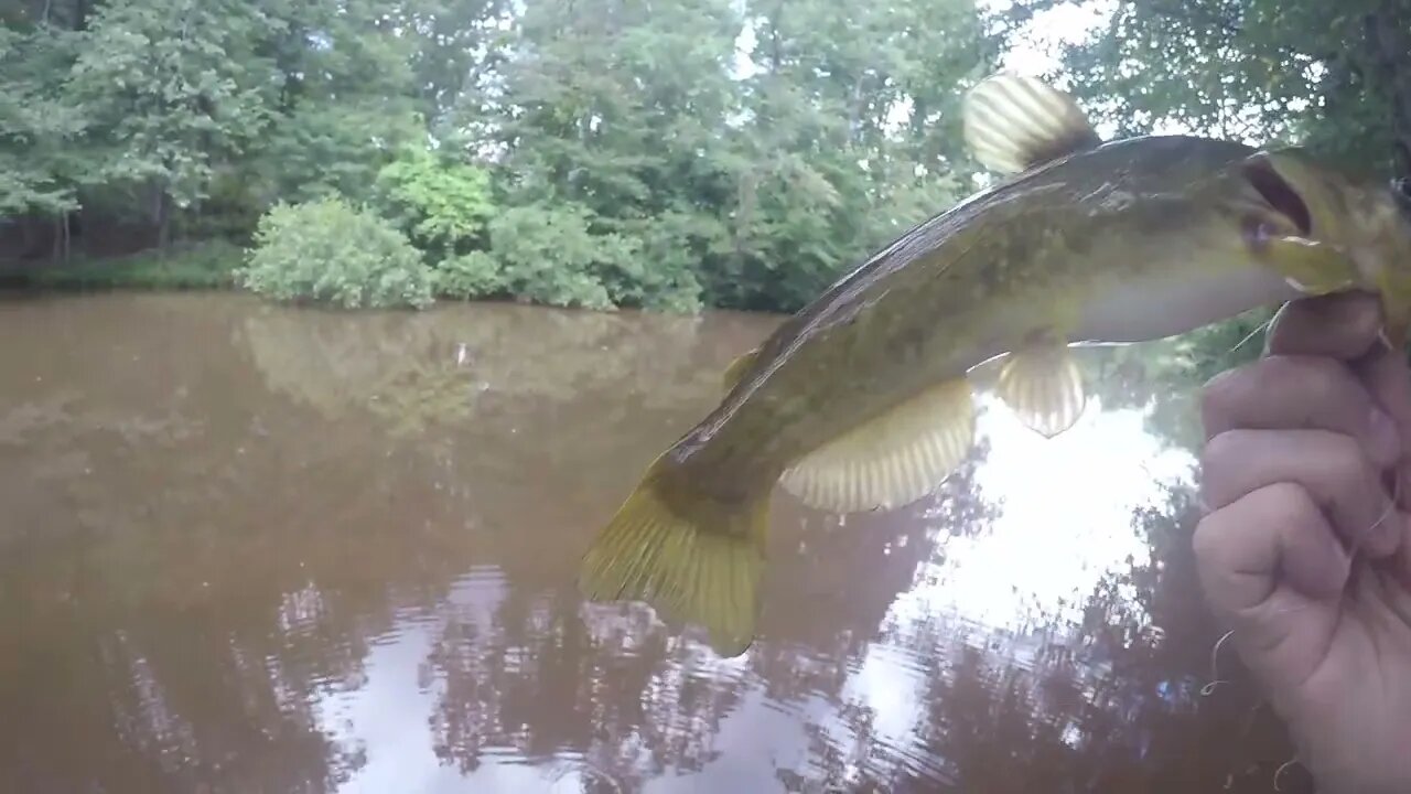 Catfish caught with Pork Tenderloin