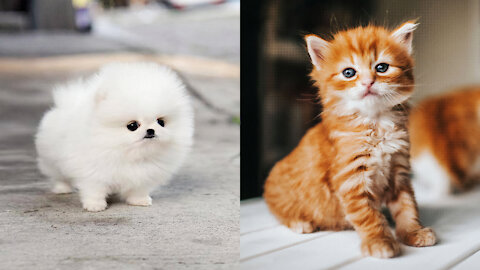 Best Cute and Funny Animals Video of 2022 | Best Cats and Dogs Video.