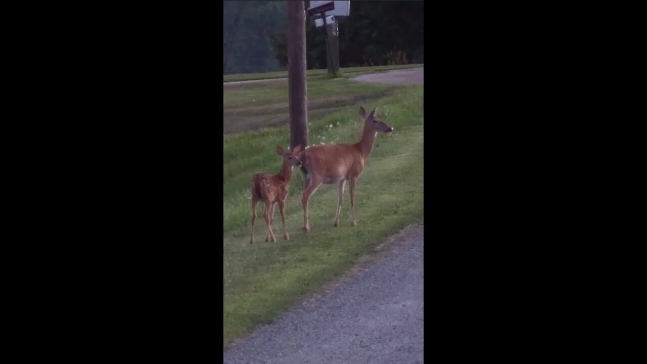 Fawn Copies his Mom