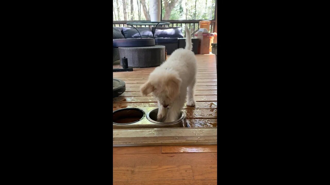 2 Month Old Puppy Playing In His Water Bowl