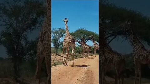 Mesmerizing Moments with Majestic Giraffes: Nature's Tallest Wonders 🦒"