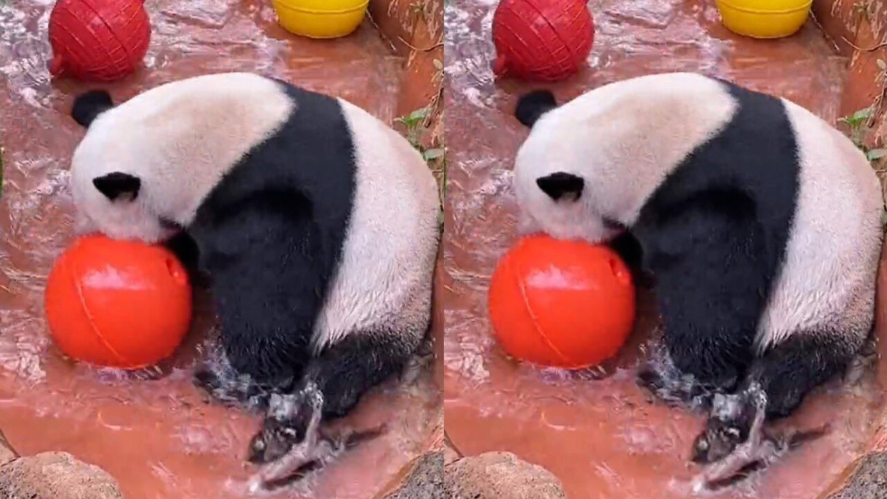 Amusing himself, carefree giant panda