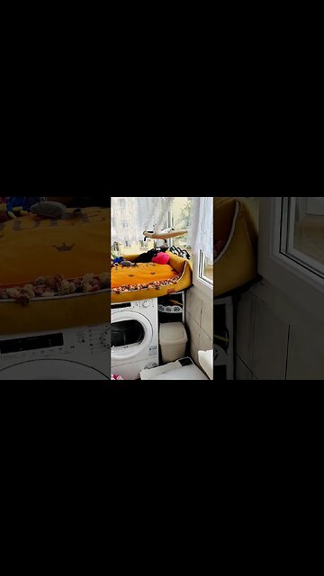 Yaaass Queen! 🙏😸💛🌹