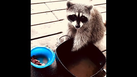 Głodna Matka Karmiąca…