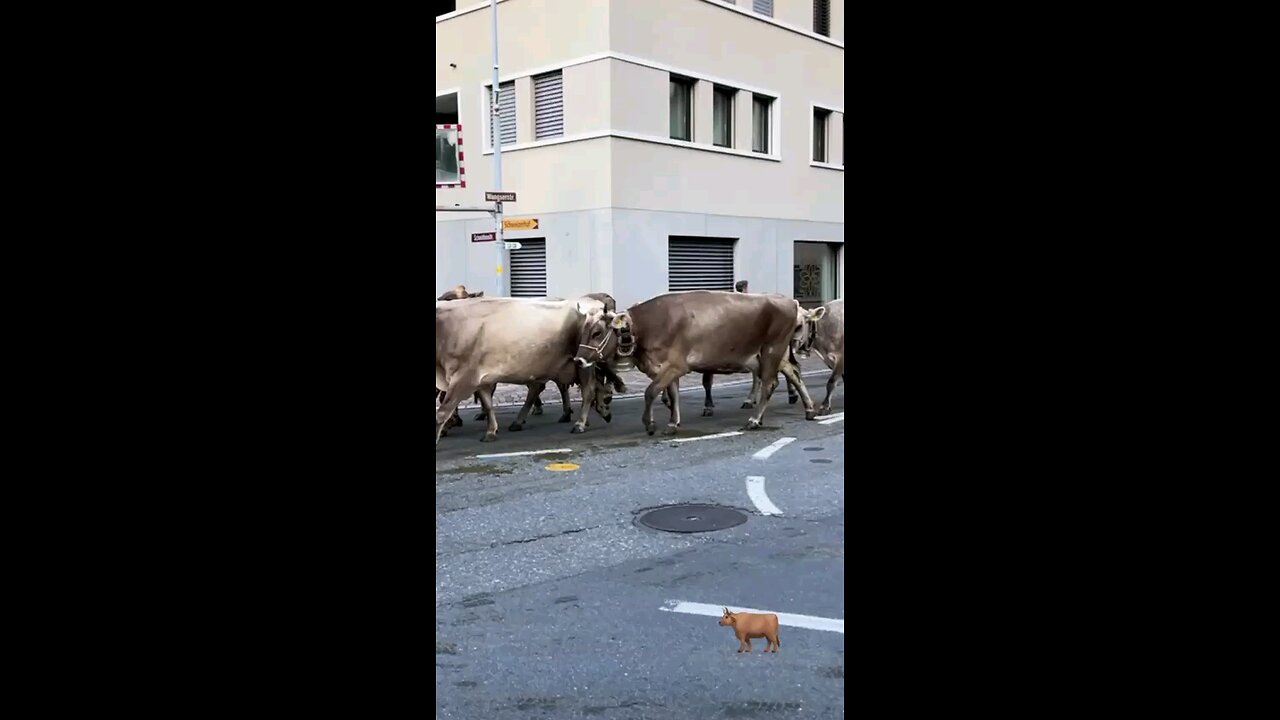 Lambo urus