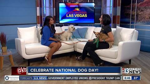 Hydrant Club celebrates National Dog Day