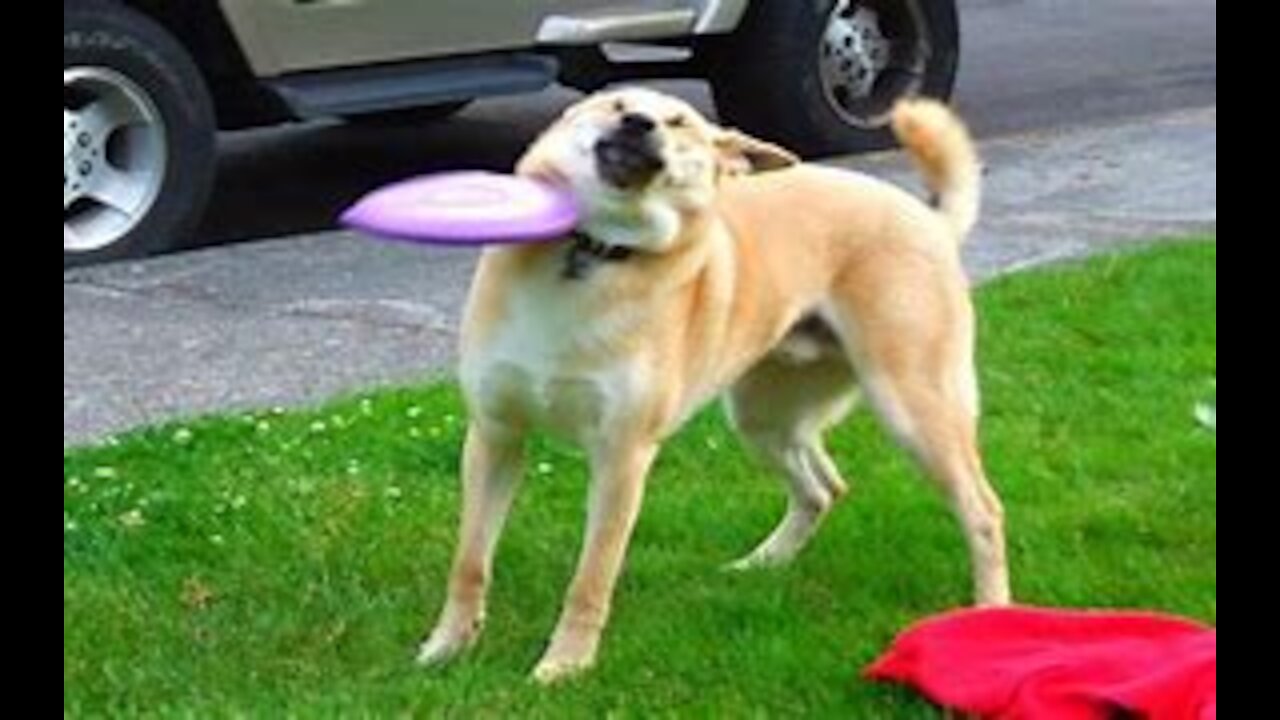 People vs Animals: Funny Animal Fails Compilation!