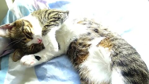Sweet Kitten Likes to Stretch