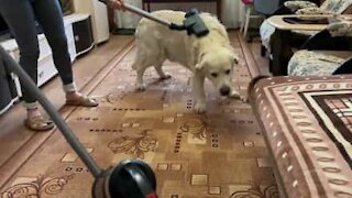 Ce golden retriever aime se faire passer... à l'aspirateur!
