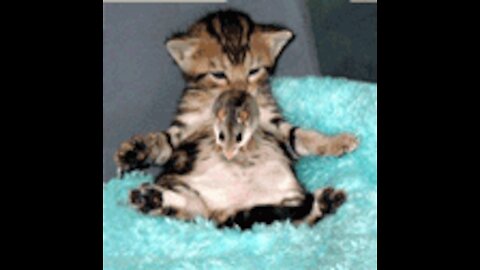 Cute And Funny Pets | Try Not To Laugh To These Pets Compilation