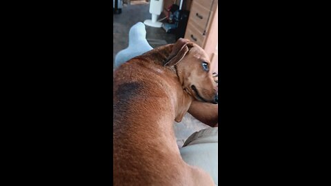 Oakley loves to be lazy