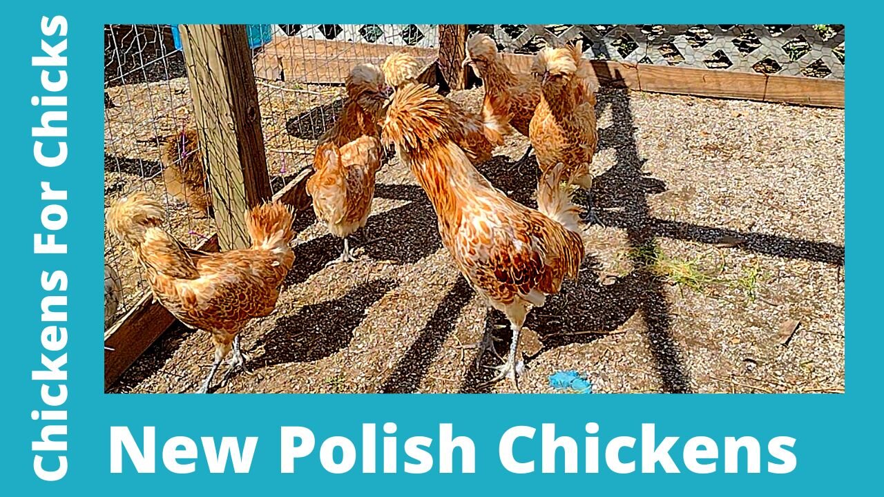 My New Buff Polish Chicken 5 Hens & Rooster