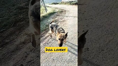 dog love 💕 #rudrakrishna #viral #trendingshorts #ytshorts #dog #doglover @RudraKhatanaGurjjar #yt