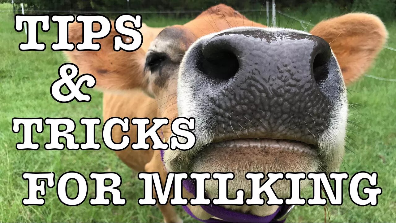 Tips and Tricks for milking a Cow