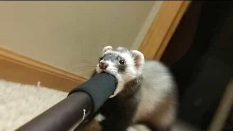 Ce furet coquin vole un selfie stick!