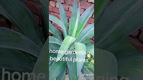 #beautiful #valorantclips #tiktok #valorantgameplay #funnyvideo #viral #shorts #trending #art