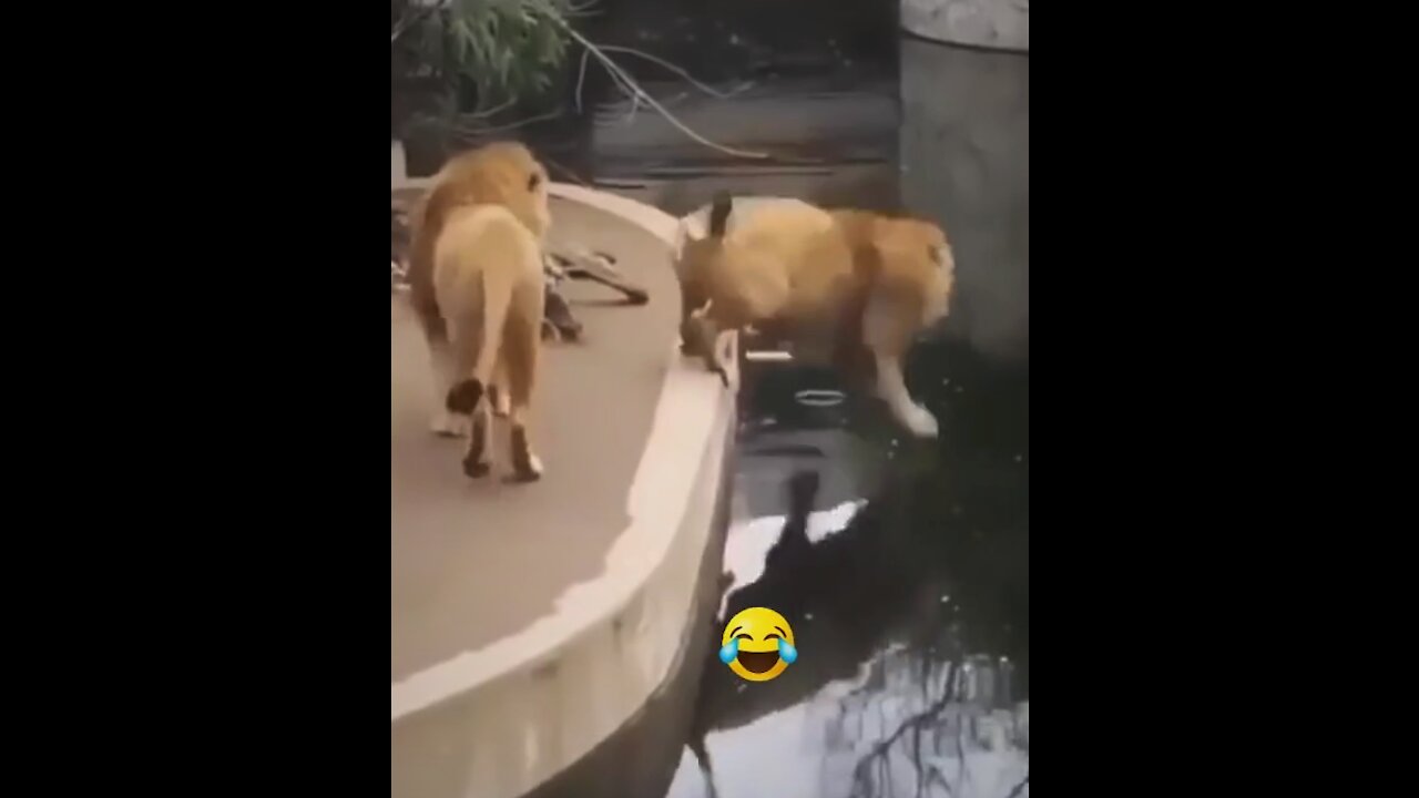 Two Lion animal Swimming so Funny Video, short