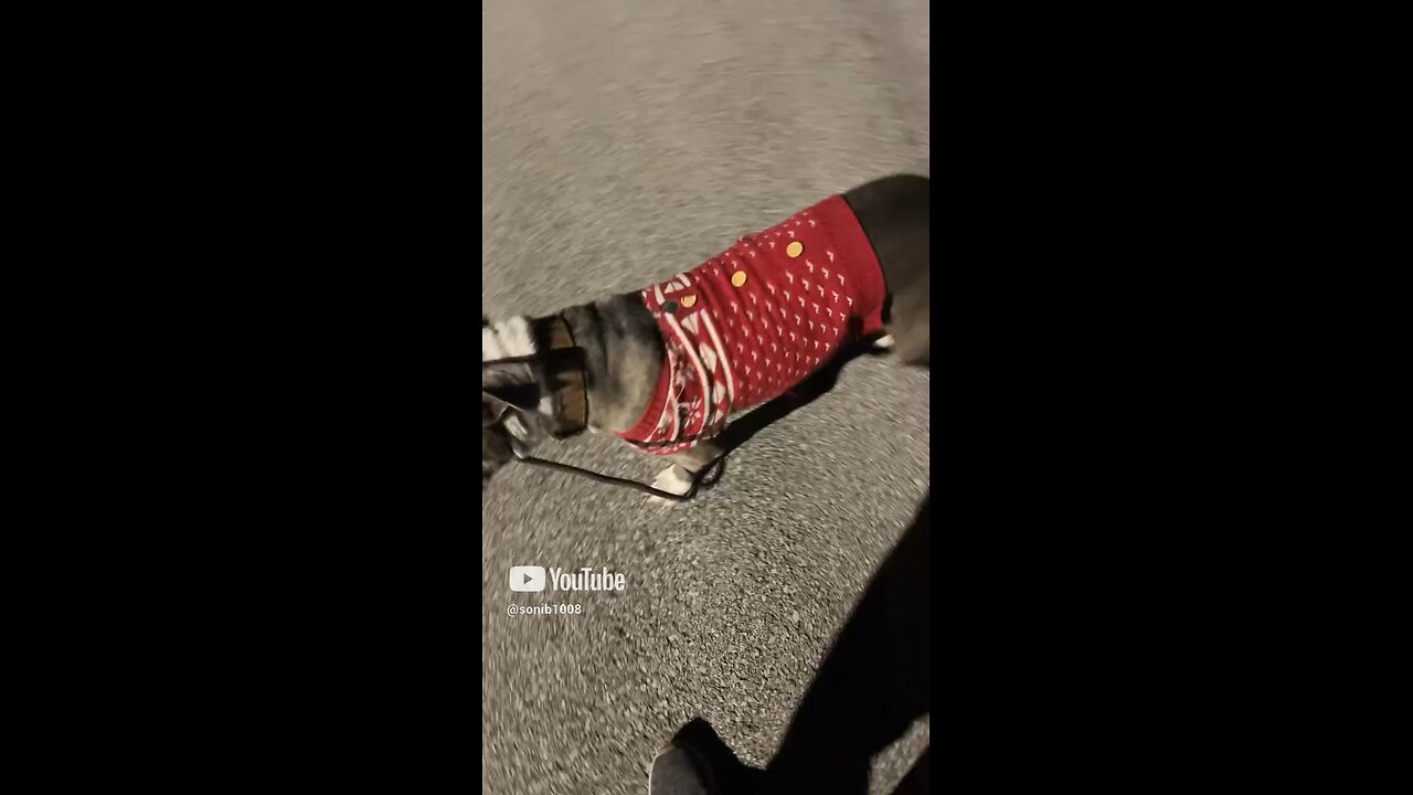 Time for zoomies!!