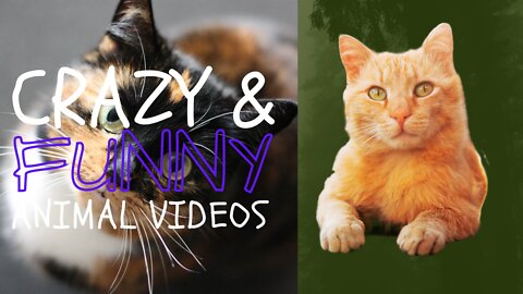 Baby Cats Cute and Funny Cat Videos Compilation