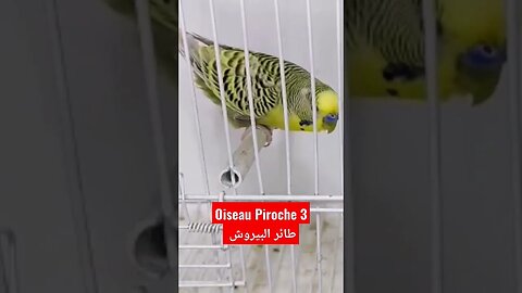 Oiseau Piroche