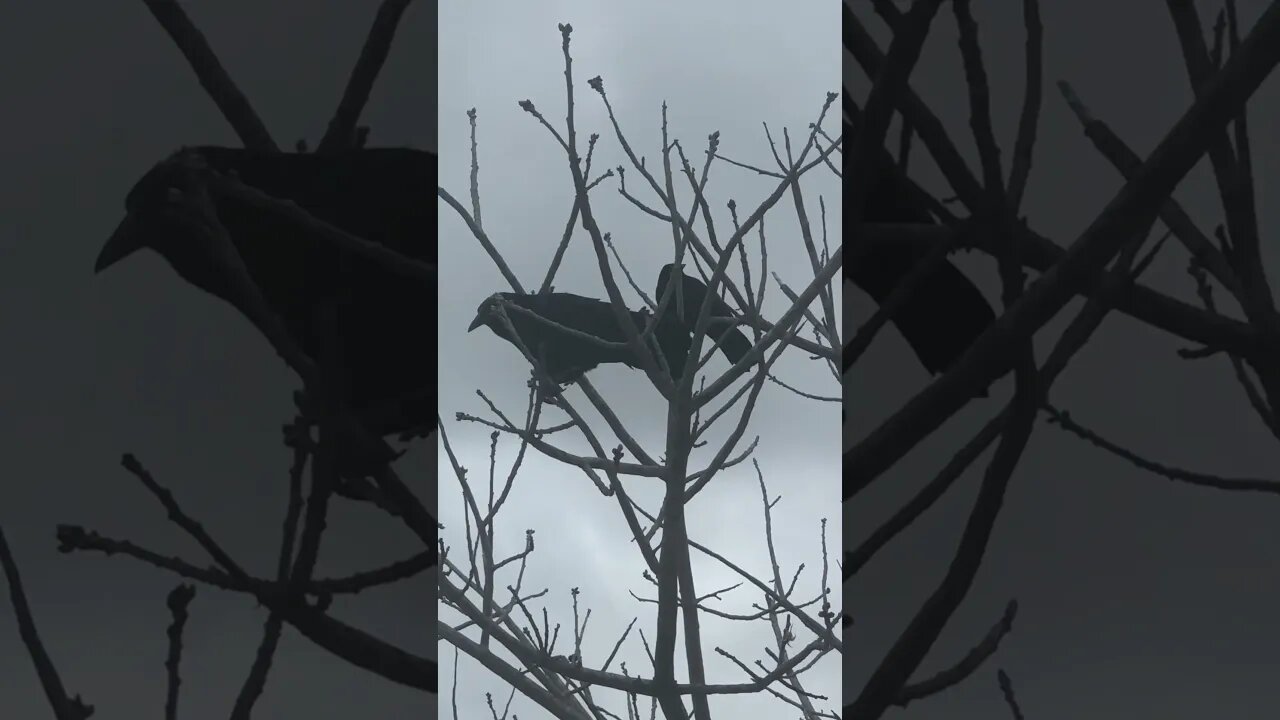 Great-tailed Grackles chattering, rainy day