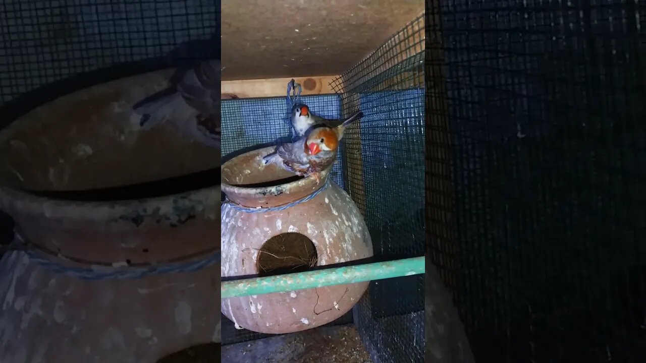 Mutation finches at SNS exotic finches #shorts #youtubeshorts #birdslover