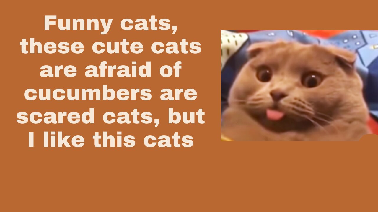 funny cats, these cute cats are afraid of cucumbers are scared cats, but I like this cats