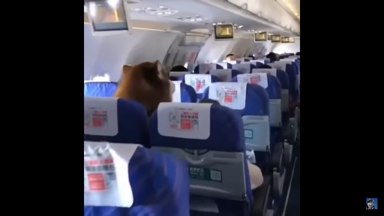 Husky on a Plane?!?