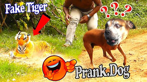 Troll Prank Dog