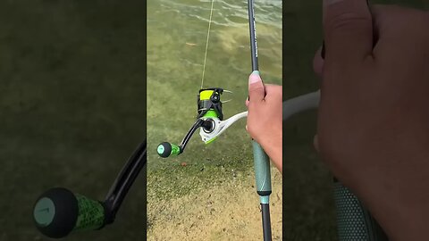 Shaky head rig works!
