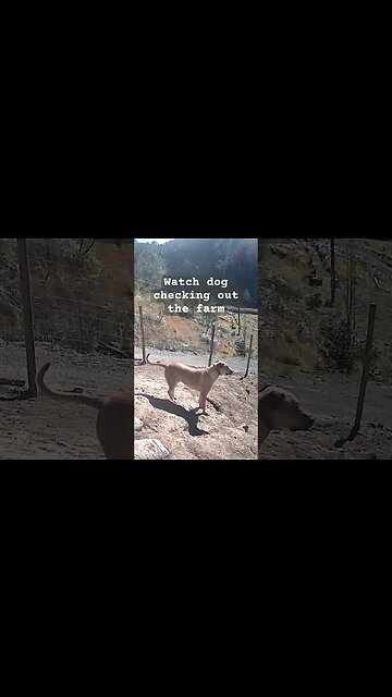 Farm surveillance. Watch dog