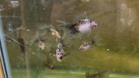 English Veiltail goldfish