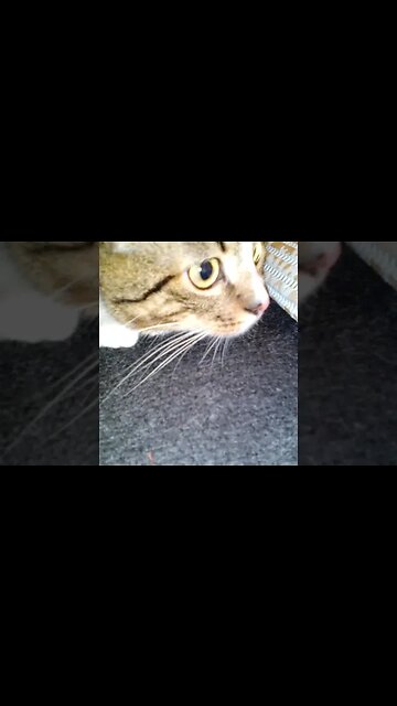 Cat Gets Ready to Attack Prey #shorts