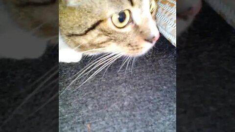 Cat Gets Ready to Attack Prey #shorts