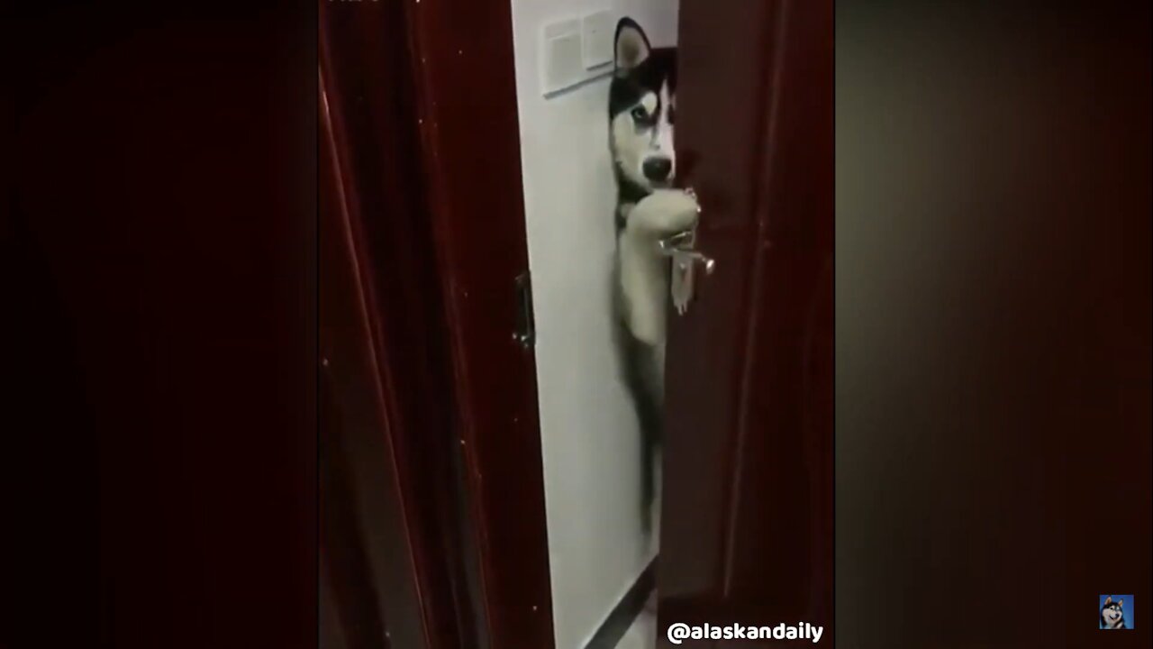 BEWARE!!! This husky knows how to open doors!