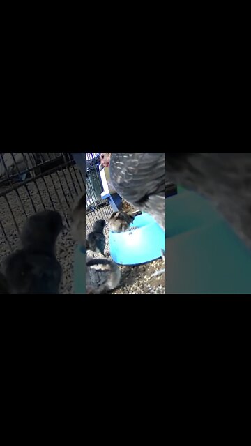 The secret lives of baby chicks