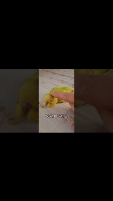 QUANDO A BELEZA CANSA🤣🤣🤣