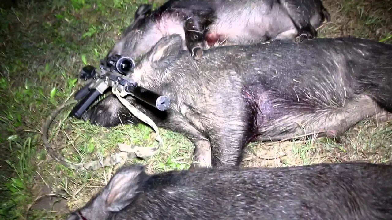 Hog control three boars with 6.8spc 85gr tsx