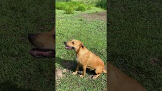Pound Dog saved from Death Row enjoying his forever home - Training with Treats