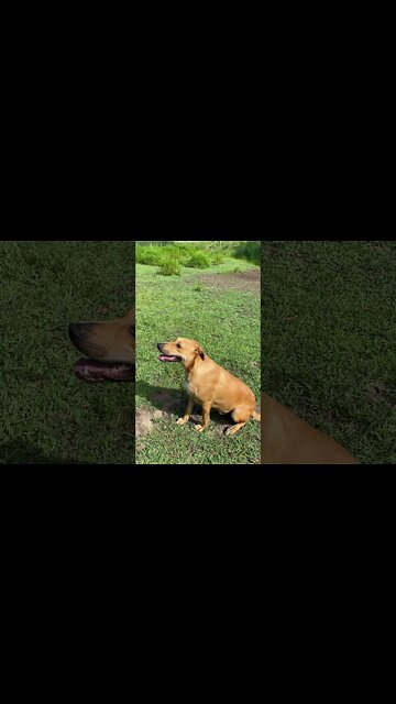 Pound Dog saved from Death Row enjoying his forever home - Training with Treats