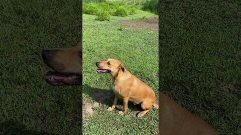 Pound Dog saved from Death Row enjoying his forever home - Training with Treats