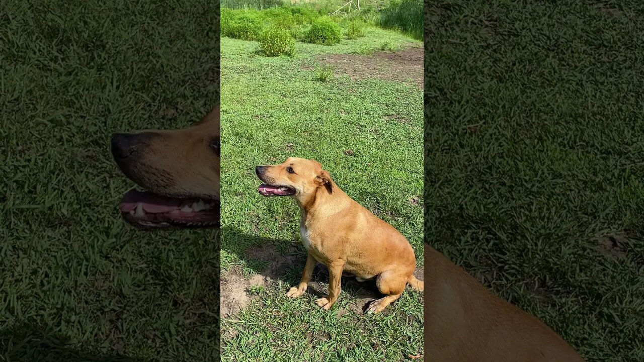 Pound Dog saved from Death Row enjoying his forever home - Training with Treats