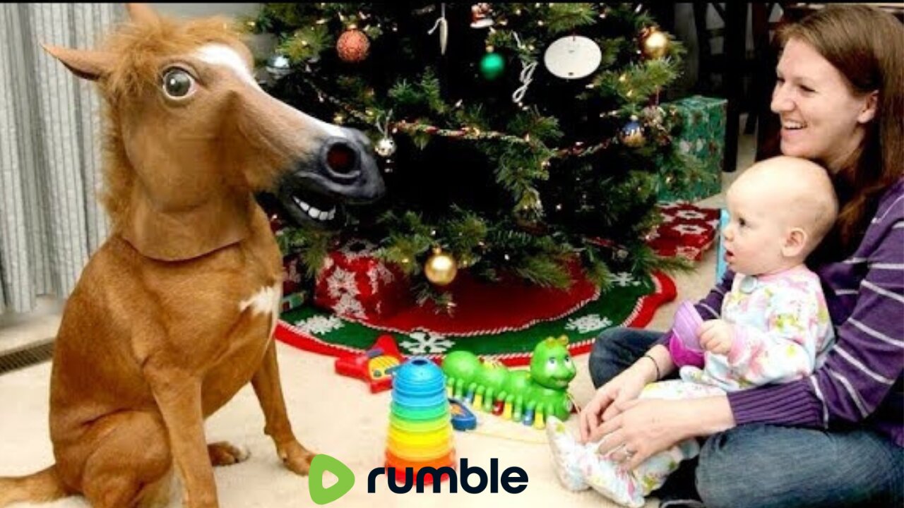 ANIMAL REACTIONS TO CHRISTMAS GIFTS ARE EVEN FUNNIER THAN KID REACTIONS - FUNNY COMPILATION