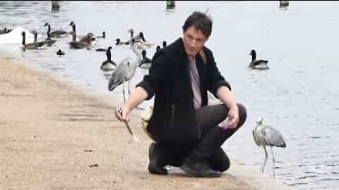 Cet homme nourrit les oiseaux avec des baguettes