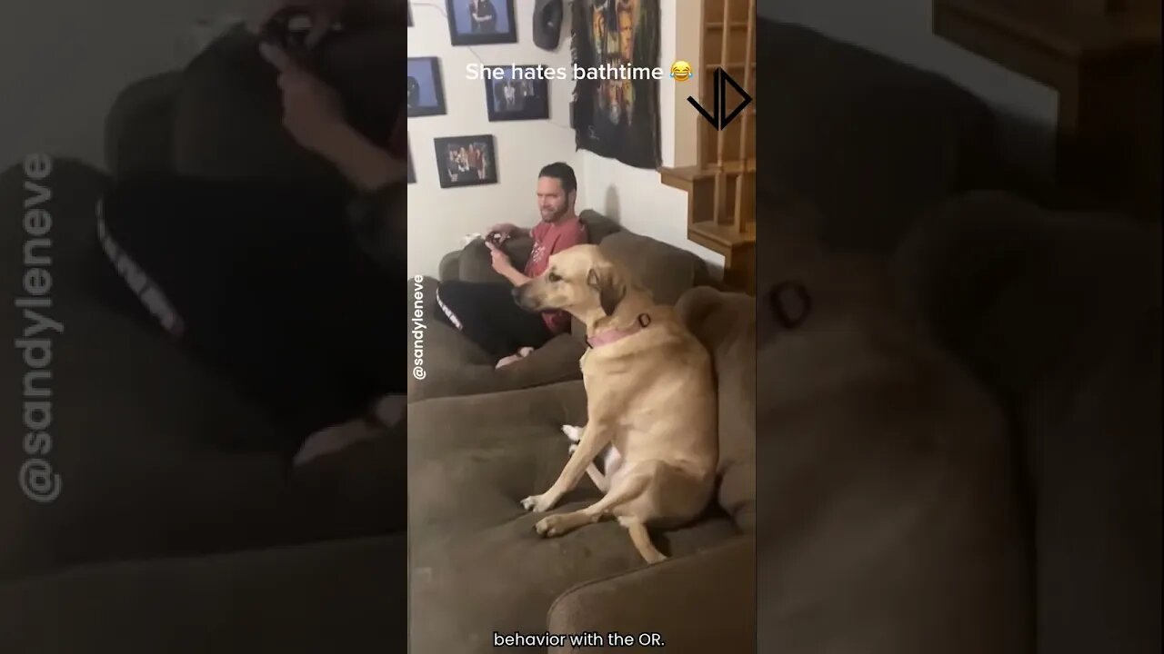 Dogs actually understand what you're saying