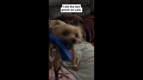 The_end_😂_#funnydogs_#dog(1080p)