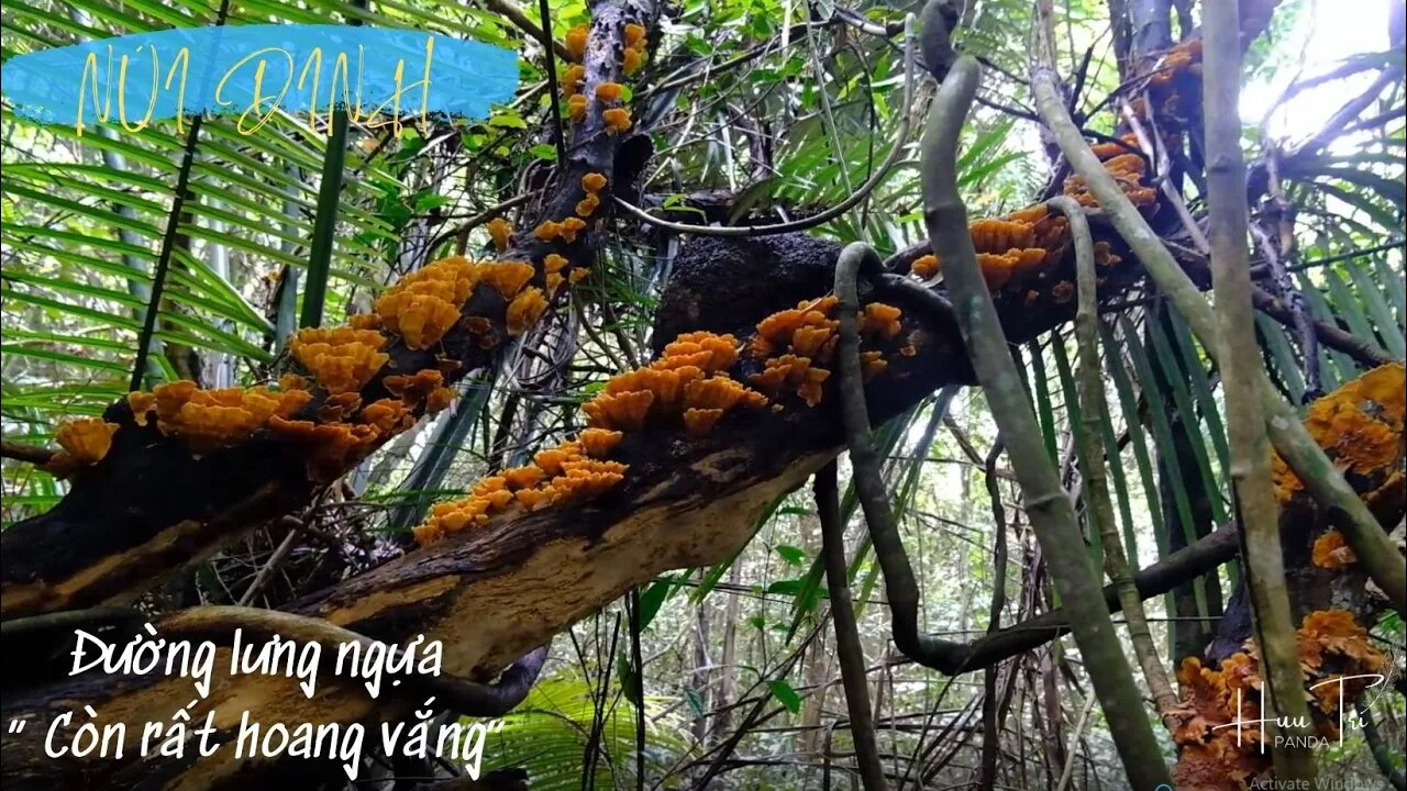 Núi Dinh Tìm Đường Lưng Ngựa , Lạc Vào Dốc Sương Mù | FIND THE HORSE'S BACK WAY INTO THE FOG SLOPE