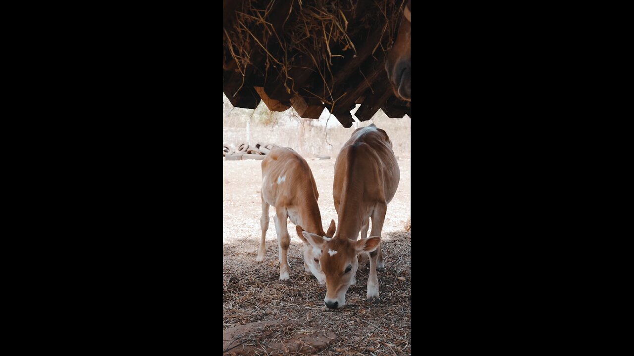 Cow's calf