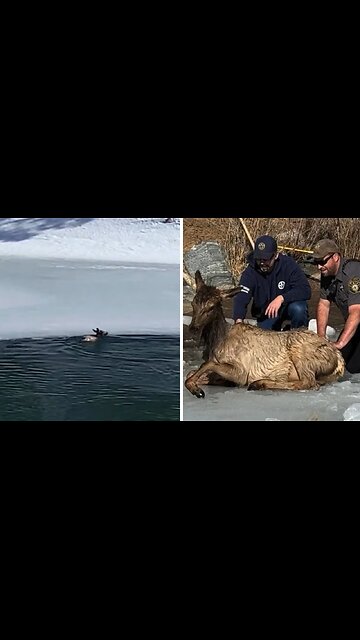 Elk rescued from frozen pond