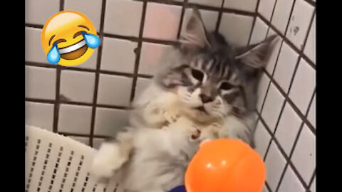 💗Cute And Funny Pets - Try Not To Laugh To These Pets Compilation